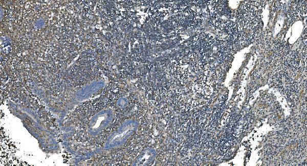 a06975 1 gng2 primary antibodies ihc testing 2