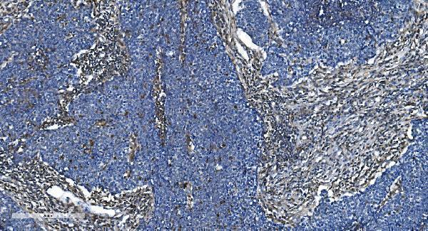 a06975 1 gng2 primary antibodies ihc testing 4