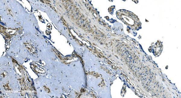 a06975 1 gng2 primary antibodies ihc testing 7