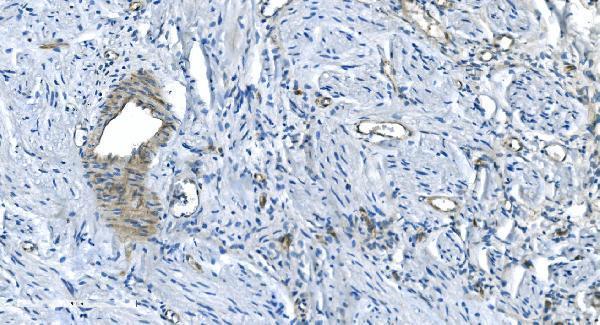a06975 1 gng2 primary antibodies ihc testing 8