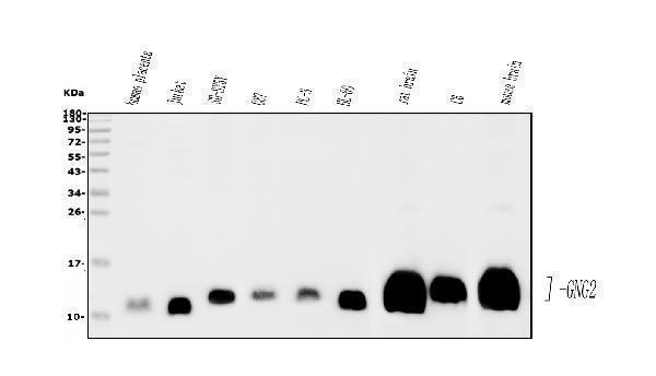 a06975 1 gng2 primary antibodies wb testing 1