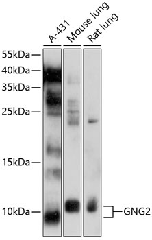 a06975 gng2 primary antiboties wb testing 1