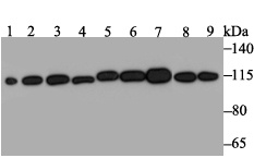 Western blot analysis of RNF40 on different lysates