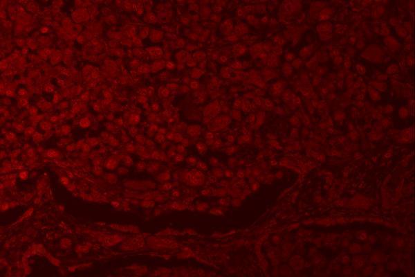 a06979 2 rnf40 primary antibodies if testing 5