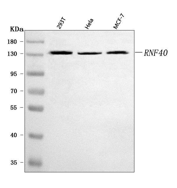  Western blot analysis of RNF40 using anti-RNF40 antibody (A06979-2)