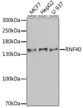 Western blot analysis of extracts of various cell lines, using RNF40 antibody  at 1:1000 dilution