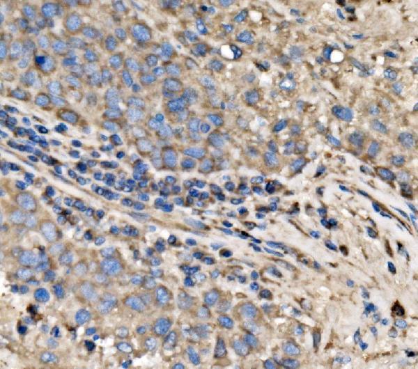 a06980 2 rpl17 primary antibodies ihc testing 4