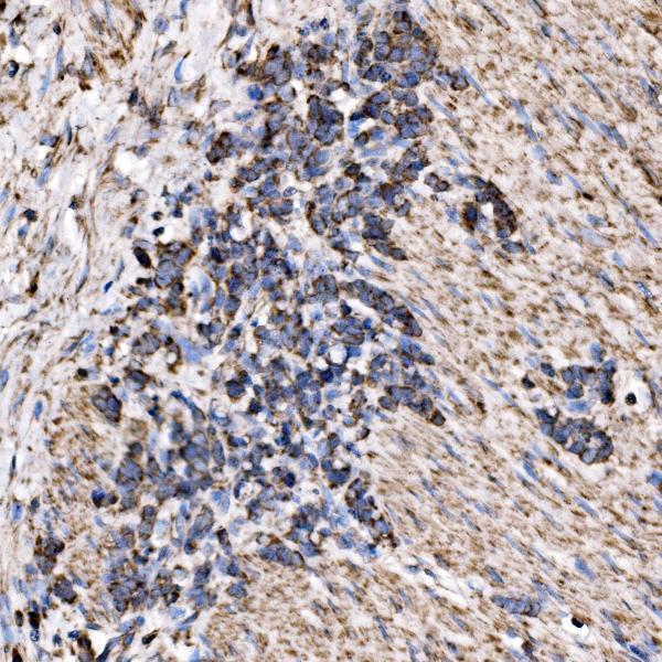 a06980 2 rpl17 primary antibodies ihc testing 5