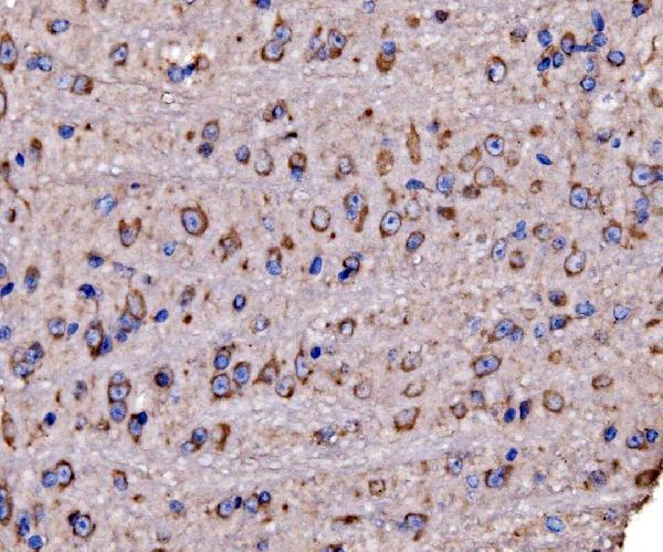 a06980 2 rpl17 primary antibodies ihc testing 6
