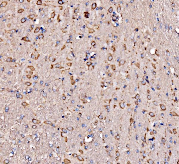 a06980 2 rpl17 primary antibodies ihc testing 7