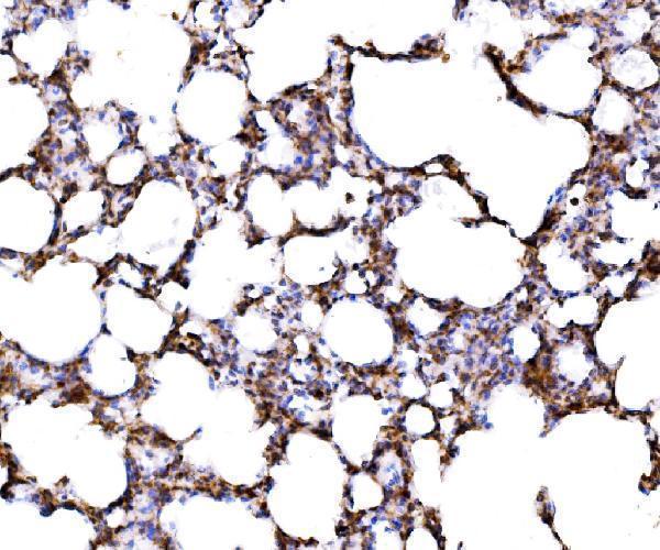 a06980 2 rpl17 primary antibodies ihc testing 8