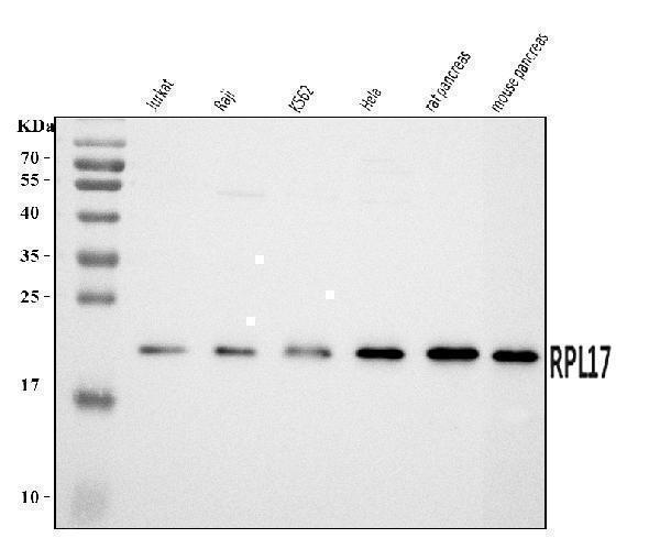 a06980 2 rpl17 primary antibodies wb testing 1