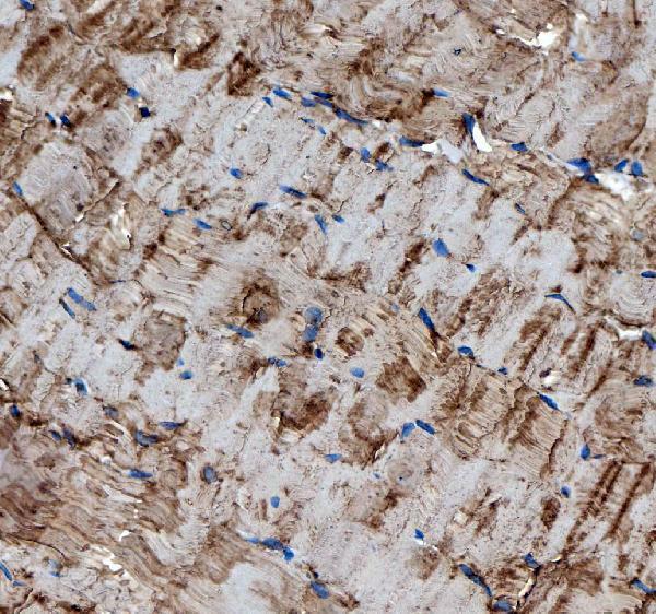  IHC analysis of MG53/TRIM72 using anti-MG53/TRIM72 antibody (A06982-2)