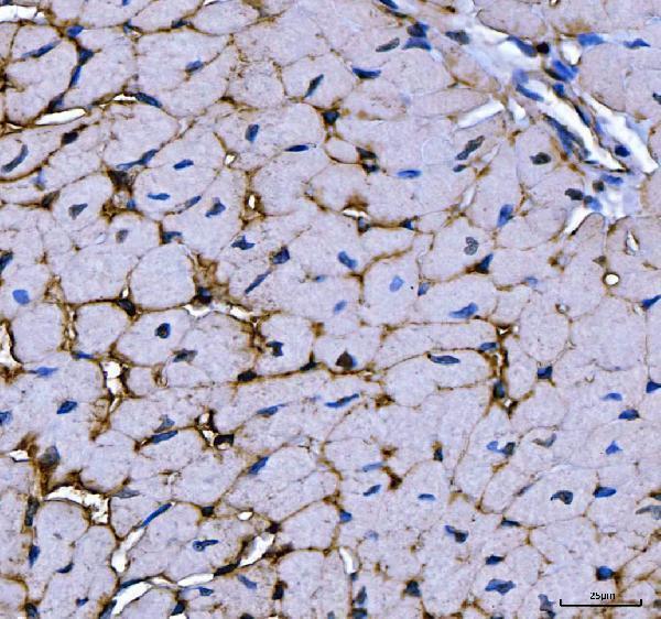 IHC analysis of MG53/TRIM72 using anti-MG53/TRIM72 antibody (A06982-2)