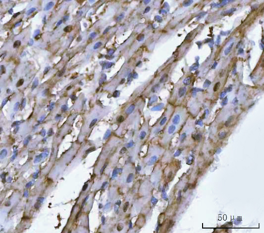 a06982 2 trim72 primary antibodies ihc testing 4