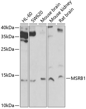 Western blot analysis of extracts of various cell lines, using MSRB1 Antibody  at 1:1000 dilution