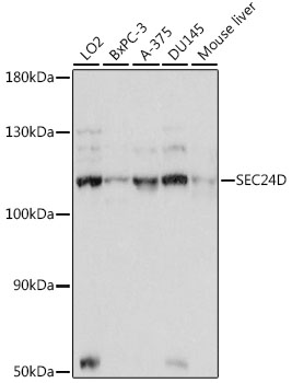 Western blot analysis of extracts of various cell lines, using SEC24D antibody