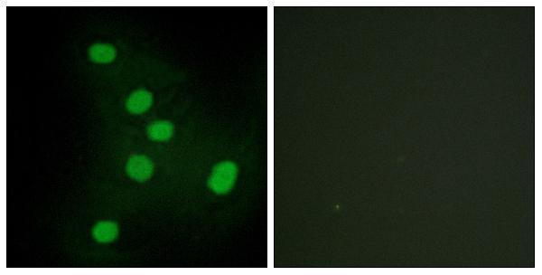 a06990 nr2f6 primary antibodies if testing 1