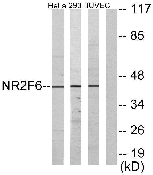 Western blot analysis of lysates from HeLa, HUVEC, and 293 cells, using NR2F6 Antibody