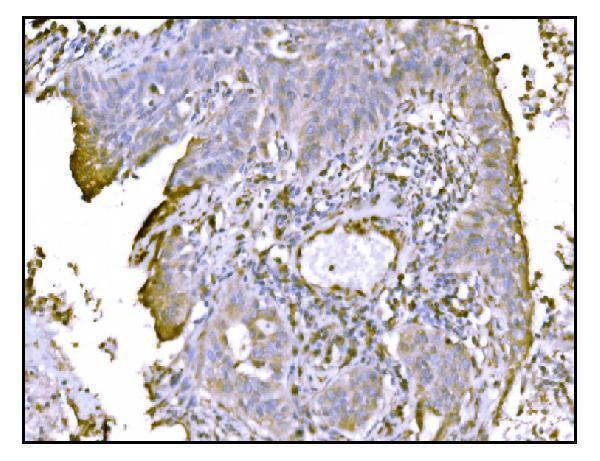 a06993 1 ssr1 primary antibodies ihc testing 3
