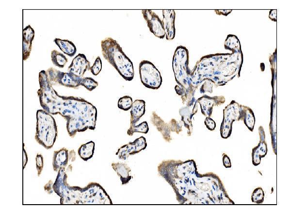 a06993 1 ssr1 primary antibodies ihc testing 4