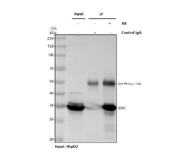 a06993 1 ssr1 primary antibodies ip testing 1