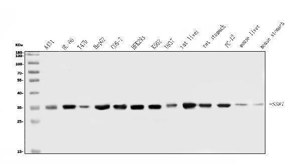 a06993 1 ssr1 primary antibodies wb testing 1