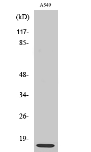 Western Blot (WB) analysis of specific cells using Ribosomal Protein L30 Polyclonal antibody