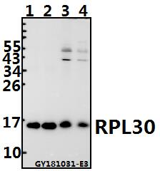 Western blot (WB) analysis of RPL30 pAb at 1:500 dilution
Lane1:DLD whole cell lysate(20ug)
Lane2:H1792 whole cell lysate(20ug)
Lane3:The Brain tissue lysate of Mouse(40ug)
Lane4:The Brain tissue lysate of Rat(40ug)
