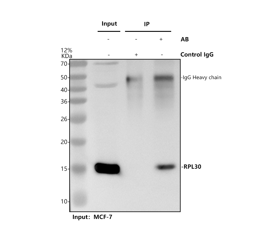 a06994 3 rpl30 primary antibodies ip testing 1