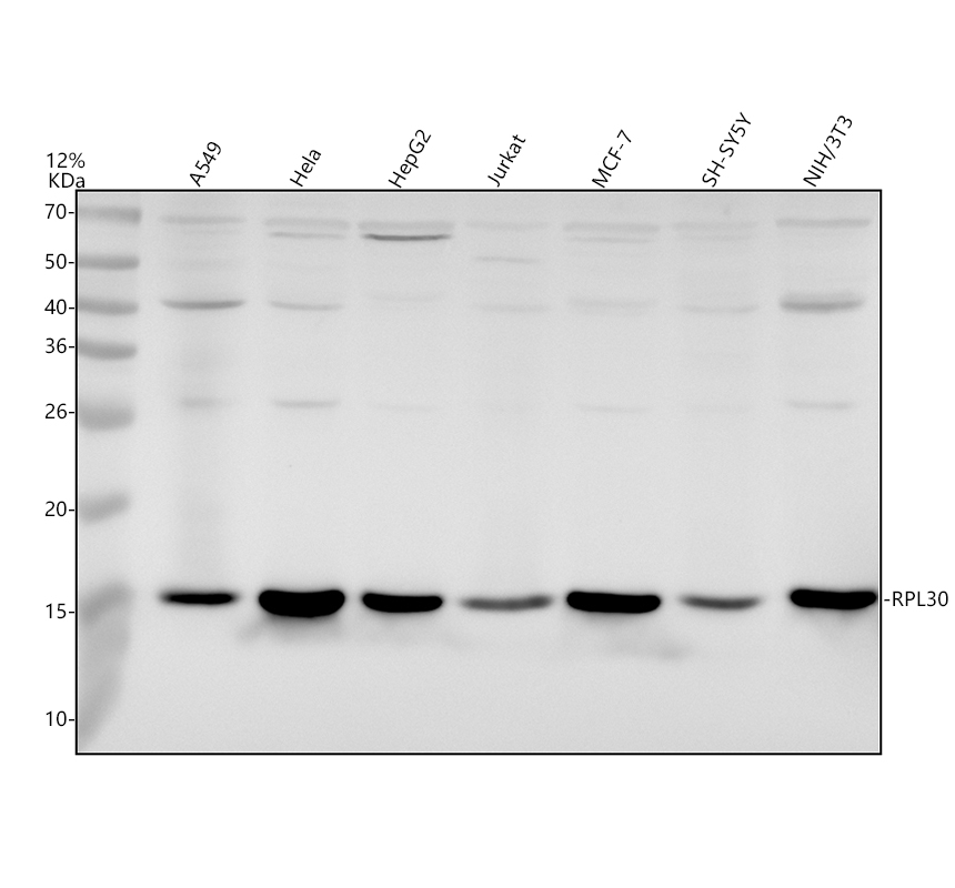 a06994 3 rpl30 primary antibodies wb testing 1