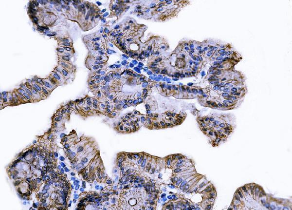  IHC analysis of Tspan-8/Tspan8 using anti-Tspan-8/Tspan8 antibody (A06997-1)