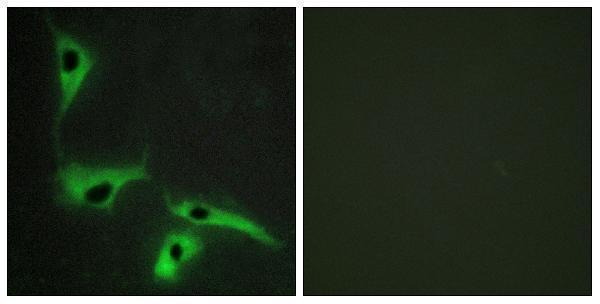 a06997 tspan8 primary antibodies if testing 1