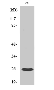 Western Blot analysis of various cells using Tetraspanin-8 Polyclonal Antibody diluted at 1:1000