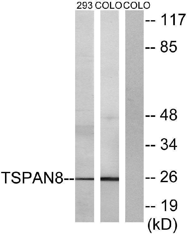 Western blot analysis of lysates from 293 and COLO cells, using TSPAN8 Antibody