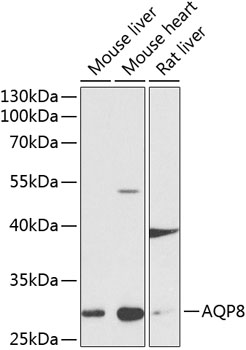 Western blot analysis of extracts of various cell lines, using AQP8 antibody  at 1:1000 dilution