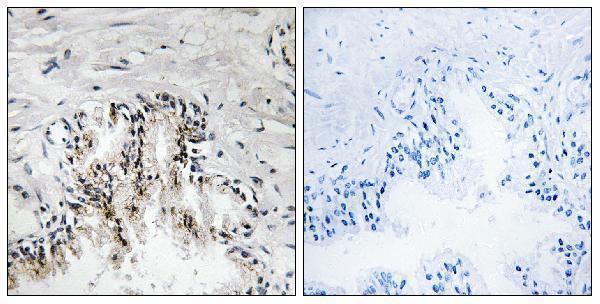 a07002 1 rpl31 primary antibodies ihc testing 1