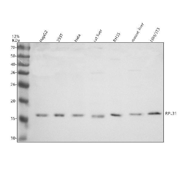 Western blot analysis of RPL31 using anti-RPL31 antibody (A07002-2)