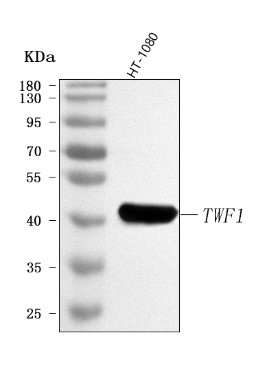  Western blot analysis of TWF1 using anti-TWF1 antibody (A07004-1)