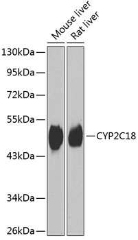 Western blot analysis of extracts of various cell lines, using CYP2C18 antibody  at 1:1000 dilution