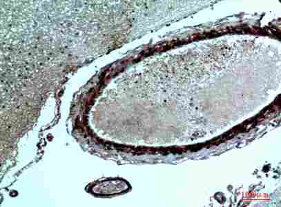 a07009 fgf17 primary antibodyes ihc testing 3