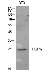a07009 fgf17 primary antibodyes wb testing 2