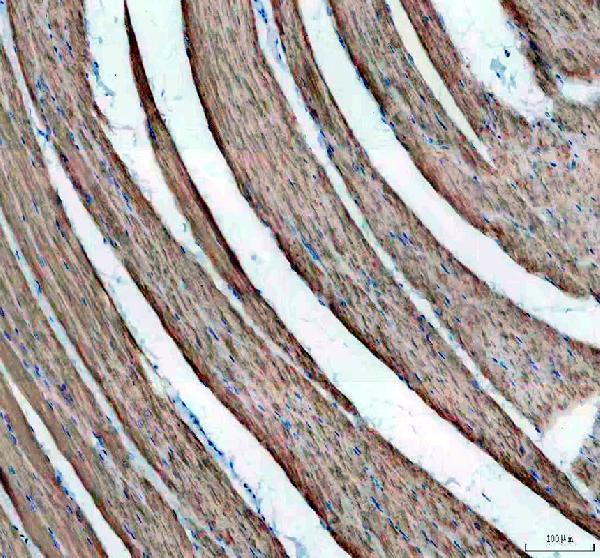 a07010 2 coro1c primary antibodies ihc testing 3