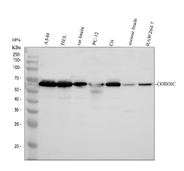 a07010 2 coro1c primary antibodies wb testing 2