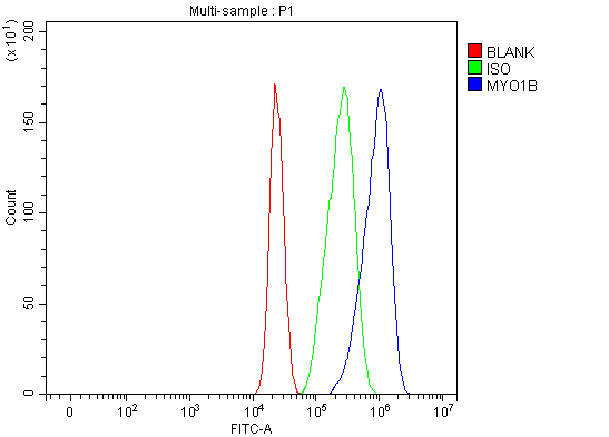  Flow Cytometry analysis of MCF-7 cells using anti-MYO1B antibody (A07011-1)