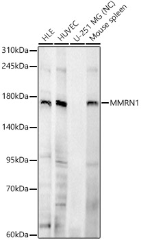 Western blot analysis of various lysates, using MMRN1 Rabbit pAb at 1:1000 dilution
