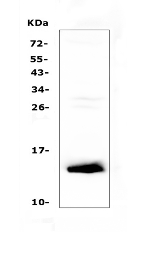 a07013 1 tff2 primary antibodies wb testing 1