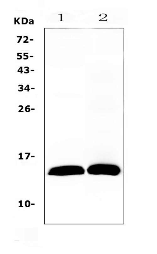 Western blot analysis of TFF2 using anti-TFF2 antibody (A07013-2). Electrophoresis was performed on a 5-20% SDS-PAGE gel at 70V (Stacking gel) / 90V (Resolving gel) for 2-3 hours. The sample well of each lane was loaded with 50ug of sample under reducing conditions. Lane 1: rat gaster tissue lysates, Lane 2: mouse gaster tissue lysates. After Electrophoresis, proteins were transferred to a Nitrocellulose membrane at 150mA for 50-90 minutes. Blocked the membrane with 5% Non-fat Milk/ TBS for 1.5 hour at RT. The membrane was incubated with rabbit anti-TFF2 antigen affinity purified polyclonal antibody (Catalog # A07013-2) at 0.5 ug/mL overnight at 4 then washed with TBS-0.1%Tween 3 times with 5 minutes each and probed with a goat anti-rabbit IgG-HRP secondary antibody at a dilution of 1:10000 for 1.5 hour at RT. The signal is developed using an Enhanced Chemiluminescent detection (ECL) kit (Catalog # EK1002) with Tanon 5200 system. A specific band was detected for TFF2 at approximately 14KD. The expected band size for TFF2 is at 14KD.