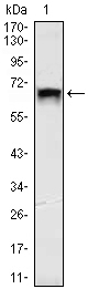 Western Blot analysis using TBL1X Monoclonal Antibody against HEK293 (1) cell lysate