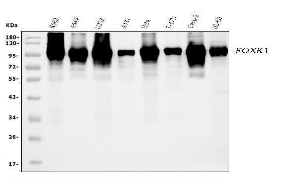a07015 2 foxk1 primary antibodies wb testing 1_1